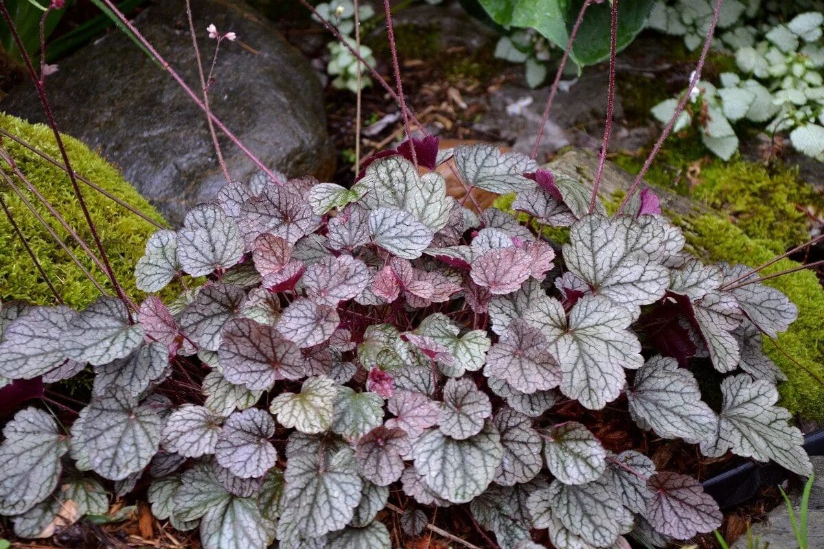 Die besten Bodendecker zur Unkrautbekämpfung: ein unersetzlicher Bestandteil Ihres Gartens.