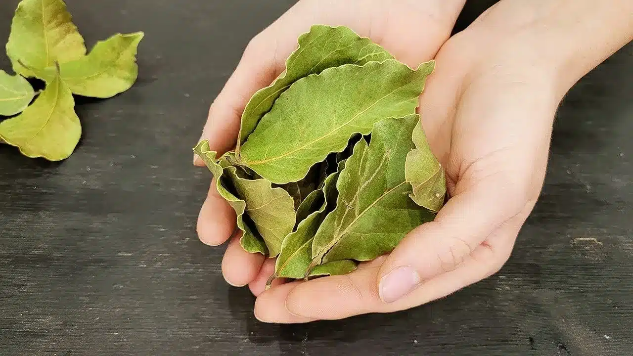 Eine Mischung aus Lorbeerblatt und Backpulver: Warum sie empfohlen wird und wofür sie verwendet wird.