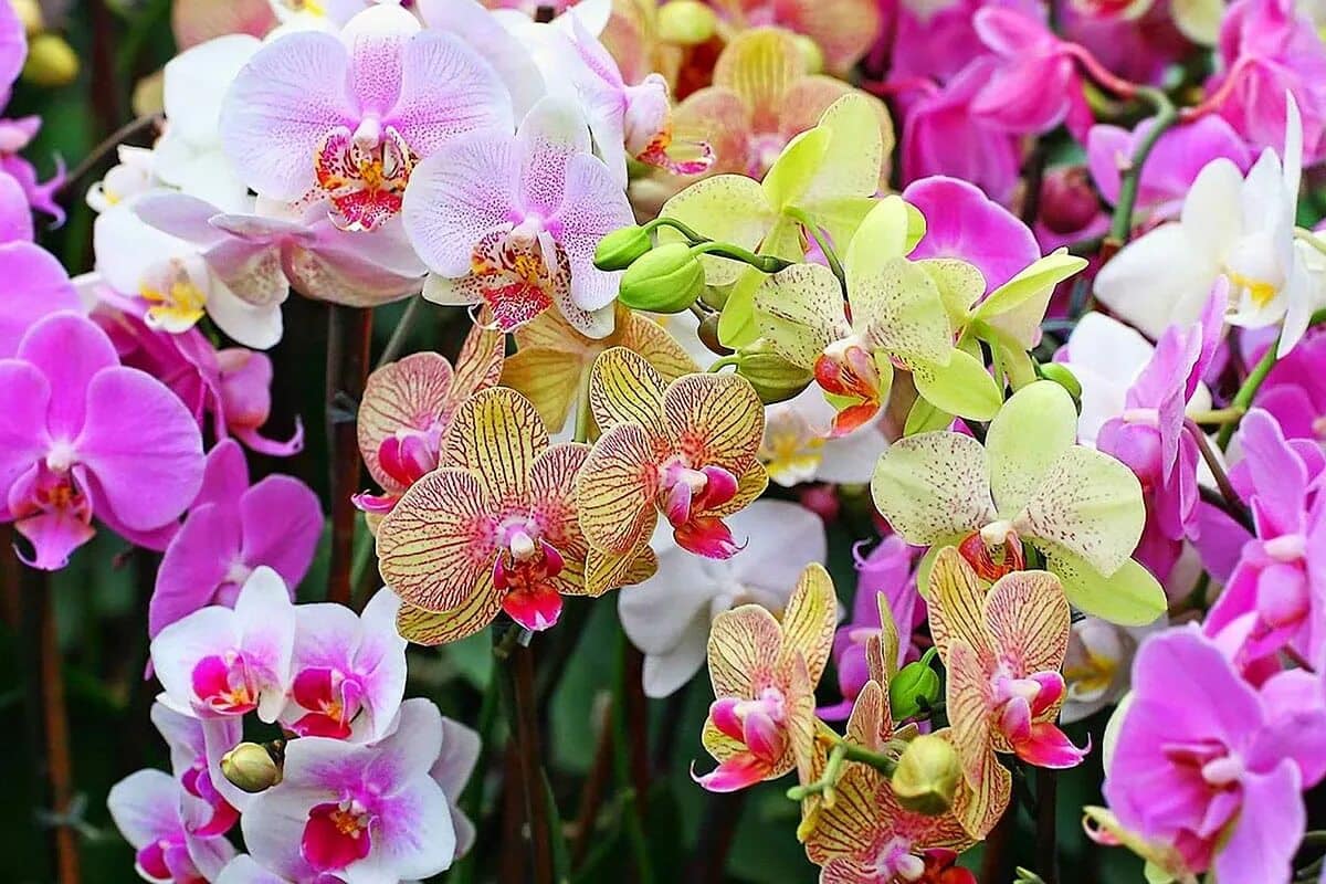 Legen Sie diese Frucht neben die Orchidee, und sie wird mit Bl&uuml;ten &uuml;bers&auml;t sein. Das wirkt besser als literweise D&uuml;nger und ein Wechsel der Erde. Regt die Entwicklung von Zimmerpflanzen an