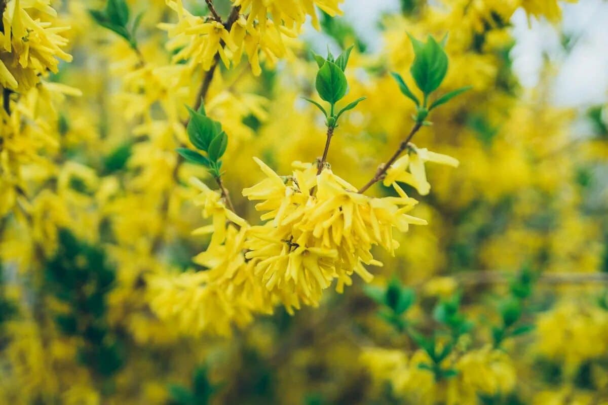 Sie sind genauso schön wie Hortensien, aber deutlich anspruchsloser. Jeder Gärtner kann damit umgehen.