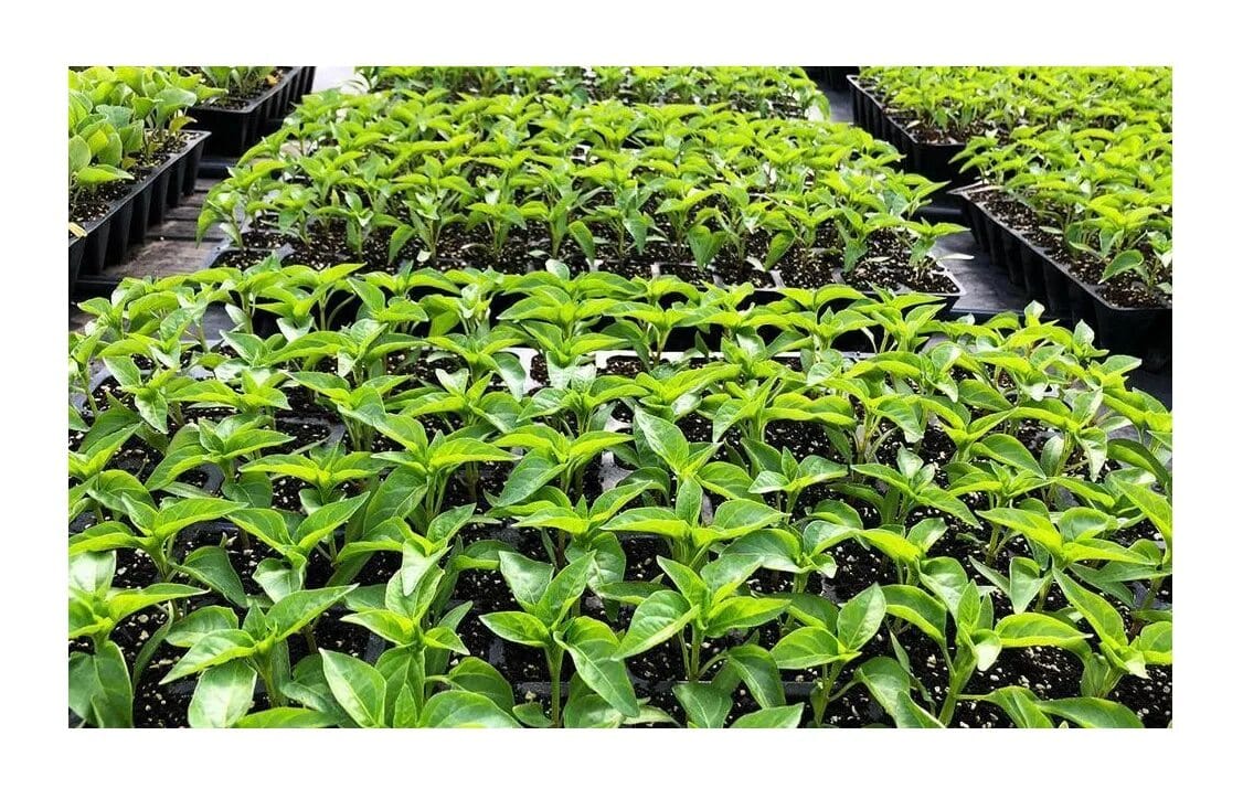 Die g&uuml;nstigsten Tage f&uuml;r die Aussaat von Gem&uuml;ses&auml;mlingen im Jahr 2026 &ndash; merken Sie sich das vor