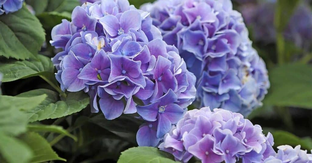 Vermehrt eure Hortensien ganz einfach mit dieser schnellen Technik und erhaltet mehr neue Pflanzen ohne zusätzliche Kosten