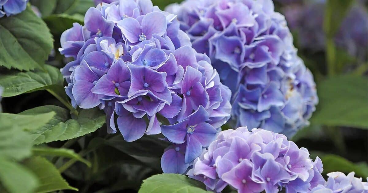 Ein paar Handvoll davon, um die Hortensien herum verstreut, verwandeln die B&uuml;sche in einen japanischen Garten. Im Sommer werden sie sich unter dem Gewicht der Bl&uuml;ten wie Kugeln, die am Himmel h&auml;ngen, biegen. D&uuml;nger f&uuml;r Hortensien