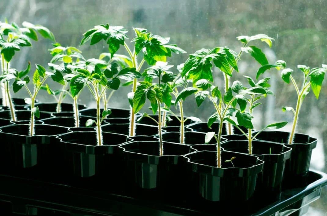 Ich nehme Folie für Setzlinge: unaufhaltsames Wachstum – ein Trick, den nur wenige kennen