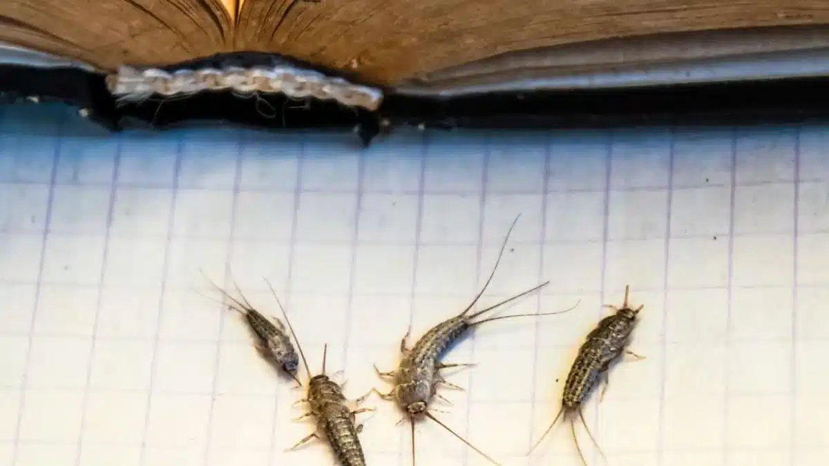 So werden Sie Fische im Haushalt los