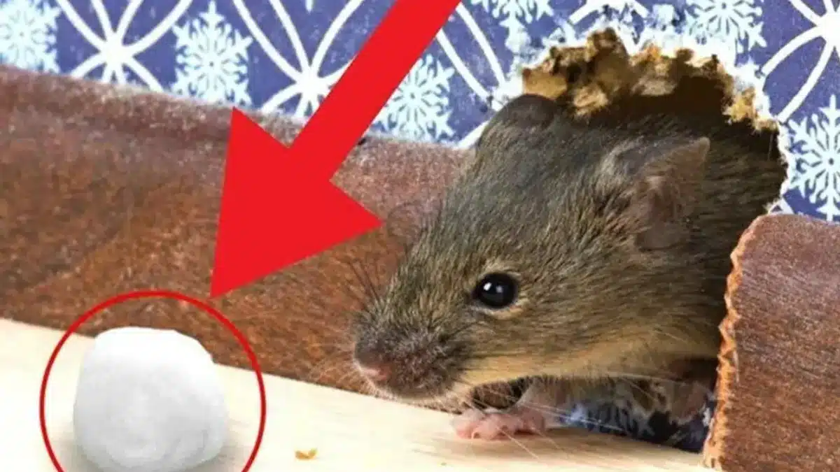 Ein einziger Geruch lässt sie weglaufen: So werden Sie Mäuse im Haus ganz einfach los