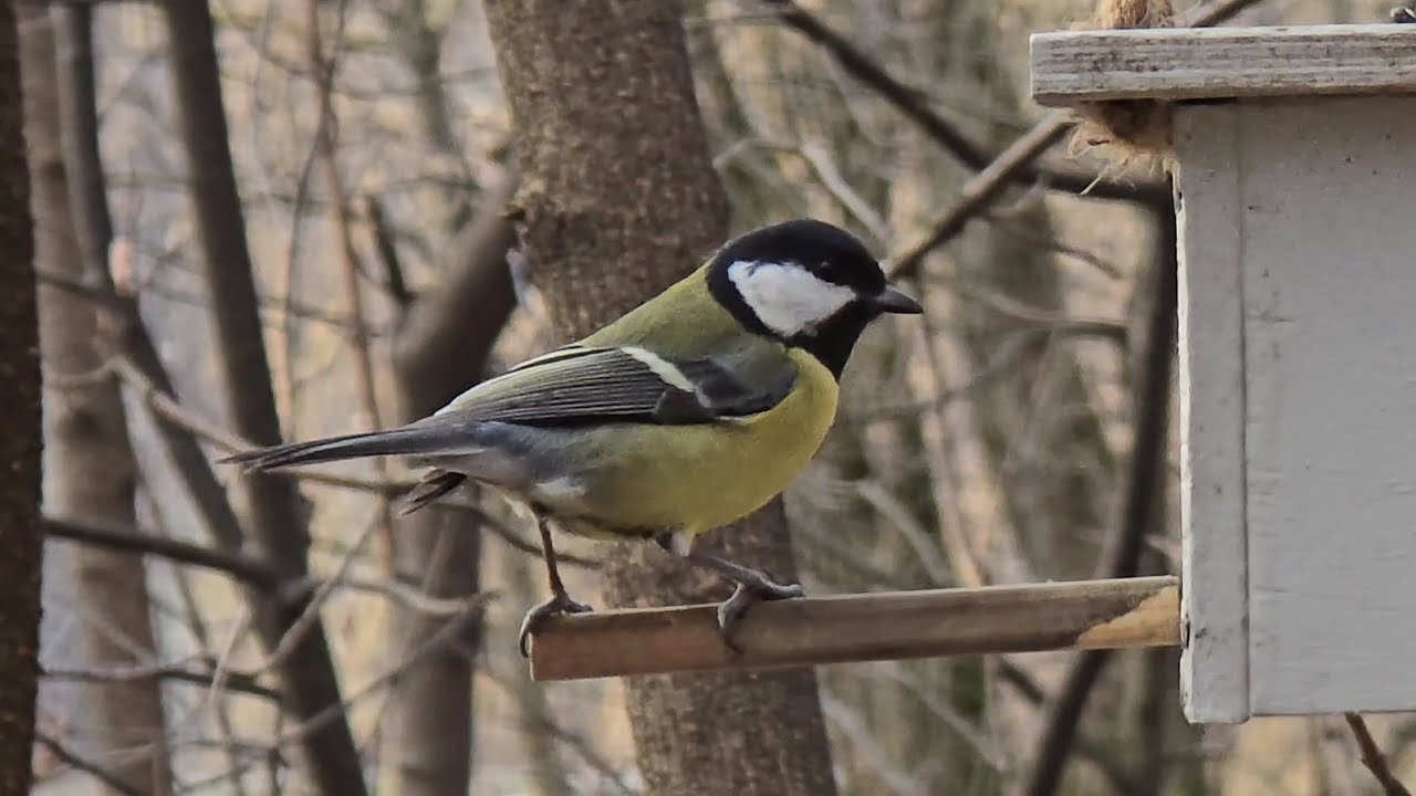 Meisen: Mit dem Einsetzen des milden Wetters im Februar sollten Sie sofort aufh&ouml;ren, sie mit diesem Futter zu f&uuml;ttern