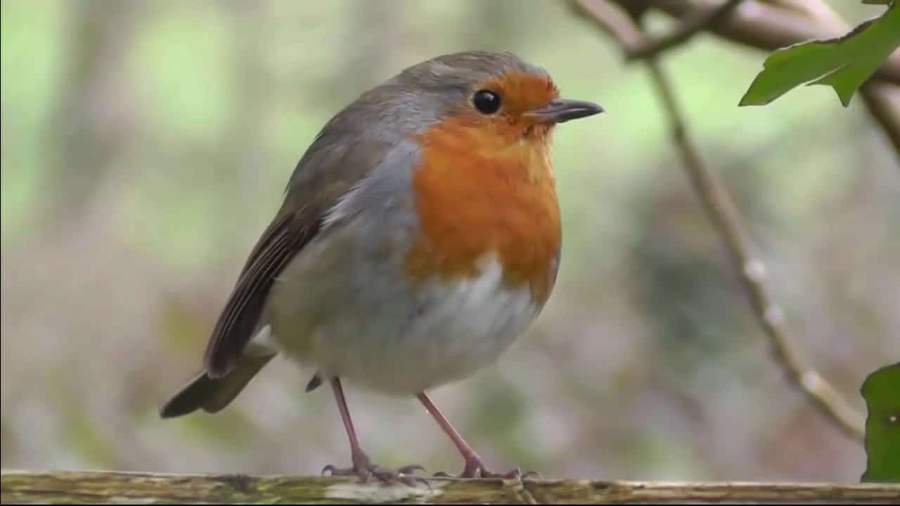 Rotkehlchen im Garten: So locken Sie die nützlichen Vögel richtig an