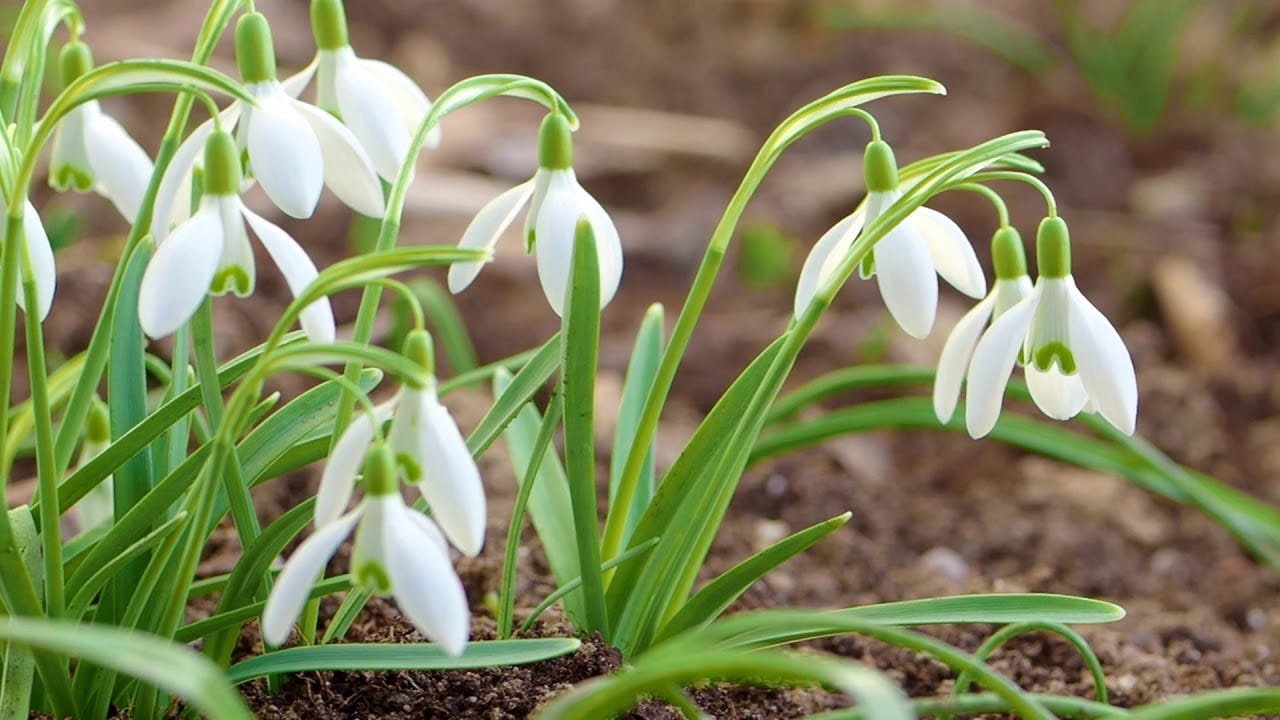 Was muss man im Februar an die Wurzeln der Schneegl&ouml;ckchen legen, damit sie im n&auml;chsten Jahr dreimal so viele Bl&uuml;ten haben? Geheimnisse, die nur erfahrene G&auml;rtner kennen.
