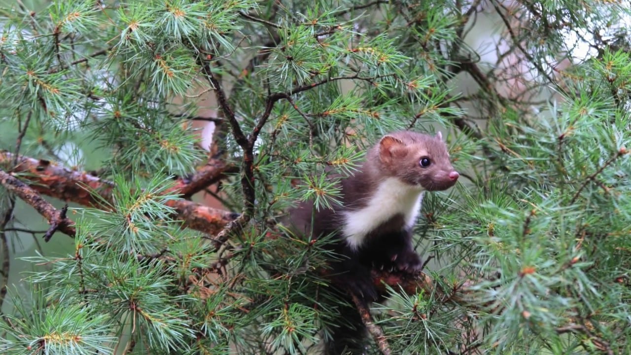 Ein extrem wirksames Mittel gegen Marder. Sie f&uuml;rchten sich davor wie vor dem Feuer &ndash; einmal spr&uuml;hen reicht aus