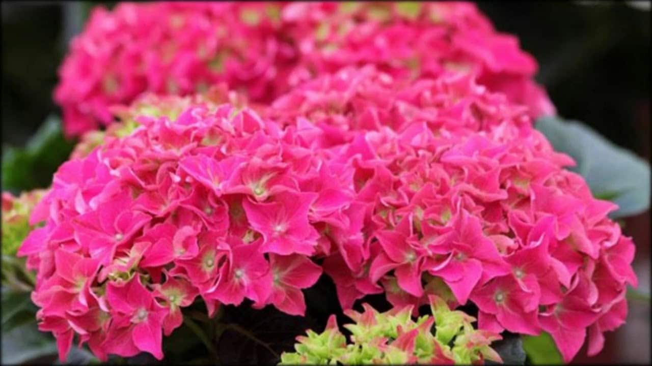 Wenn der Schnee geschmolzen ist, nehmen Sie einen Eimer und gie&szlig;en Sie die Hortensie. Das D&uuml;ngemittel sorgt f&uuml;r eine &uuml;ppige Bl&uuml;te und verhindert trockene Stiele. Hortensien brauchen das im Fr&uuml;hling