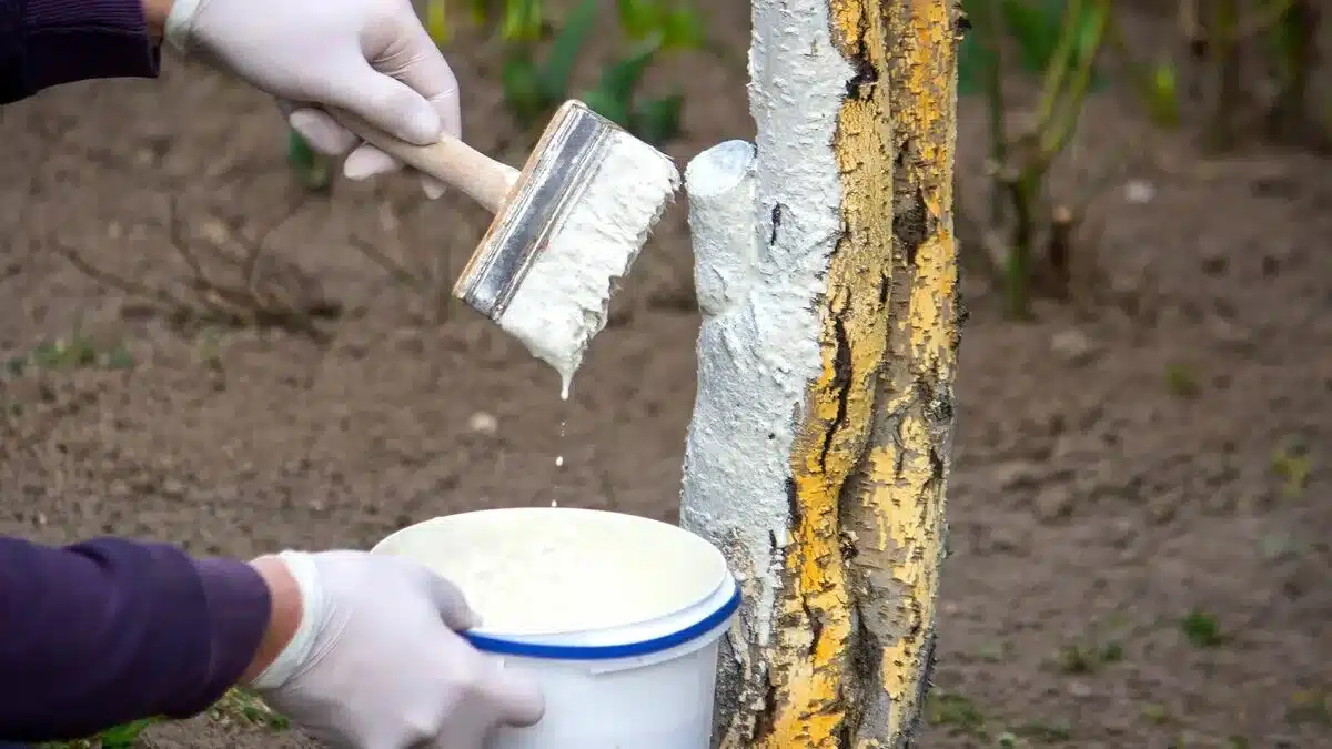 Wiederholtes Aufhellen von Obstbäumen im Winter. Fügen Sie es der Limette hinzu – der Schutz wird besser sein.