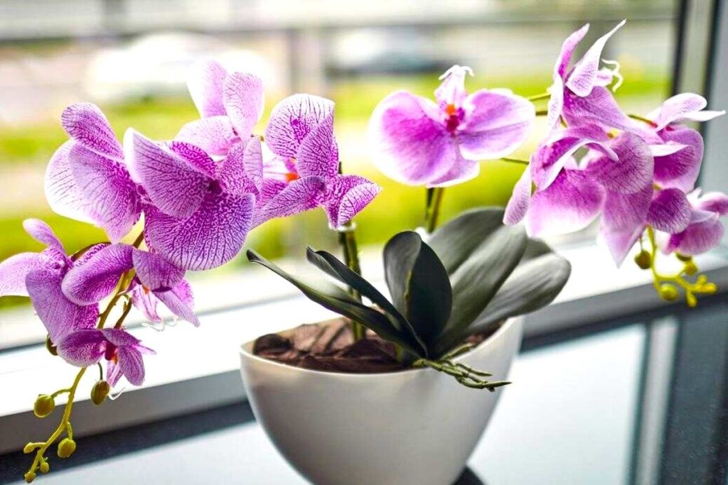Orchidee: Ich kann sie sehr schnell wieder zum Blühen bringen, indem ich einfach eine normale Kartoffel in den Topf pflanze.