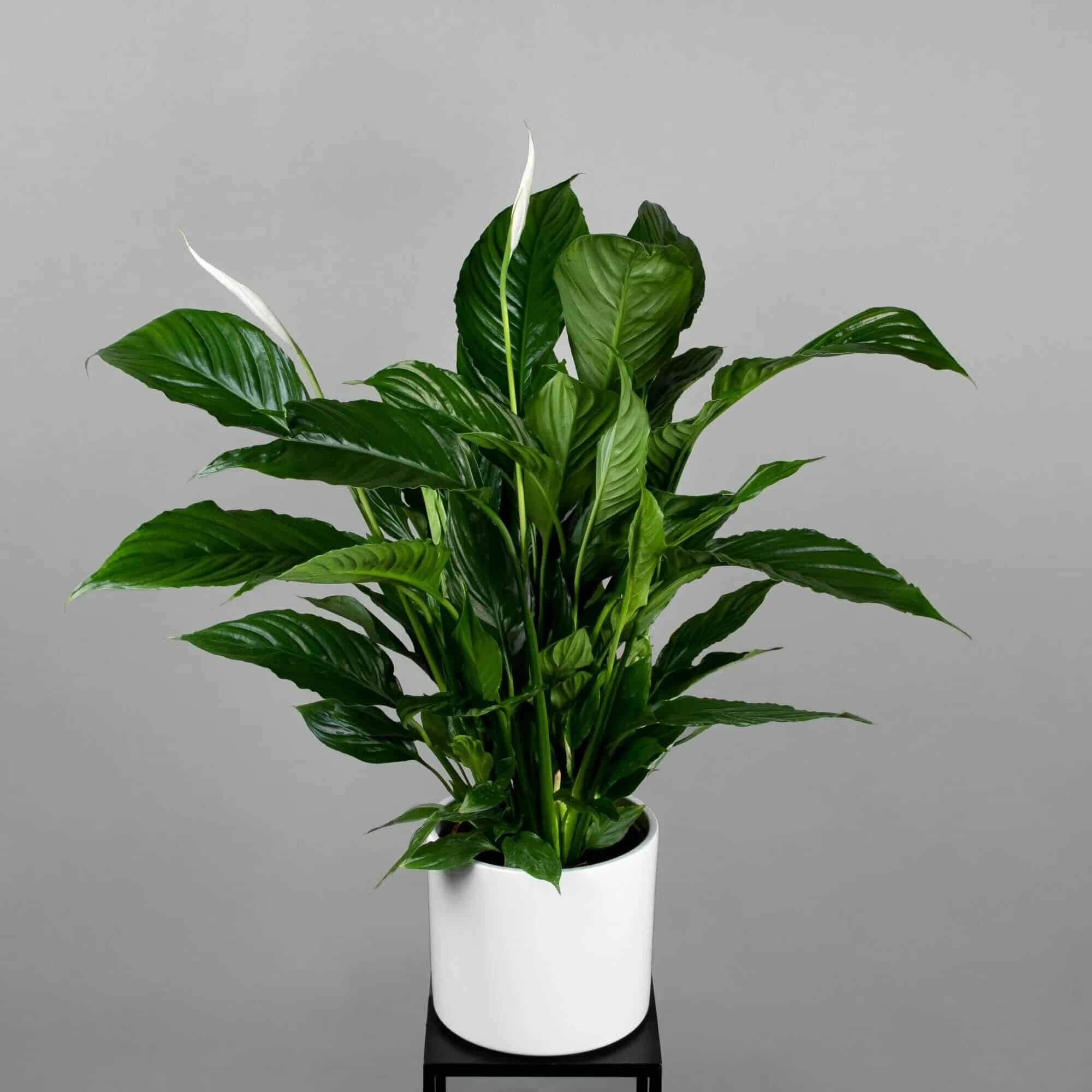 Einblatt im Wohnzimmer: Warum Experten jetzt diesen g&uuml;nstigen Trick nutzen