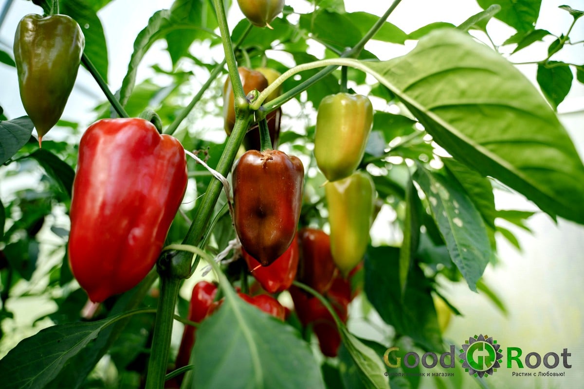 Wenn Sie die Samen jetzt nicht aussäen, haben Ihre Paprika keine Zeit, Früchte zu tragen. Überprüfen Sie die Aussaattermine.