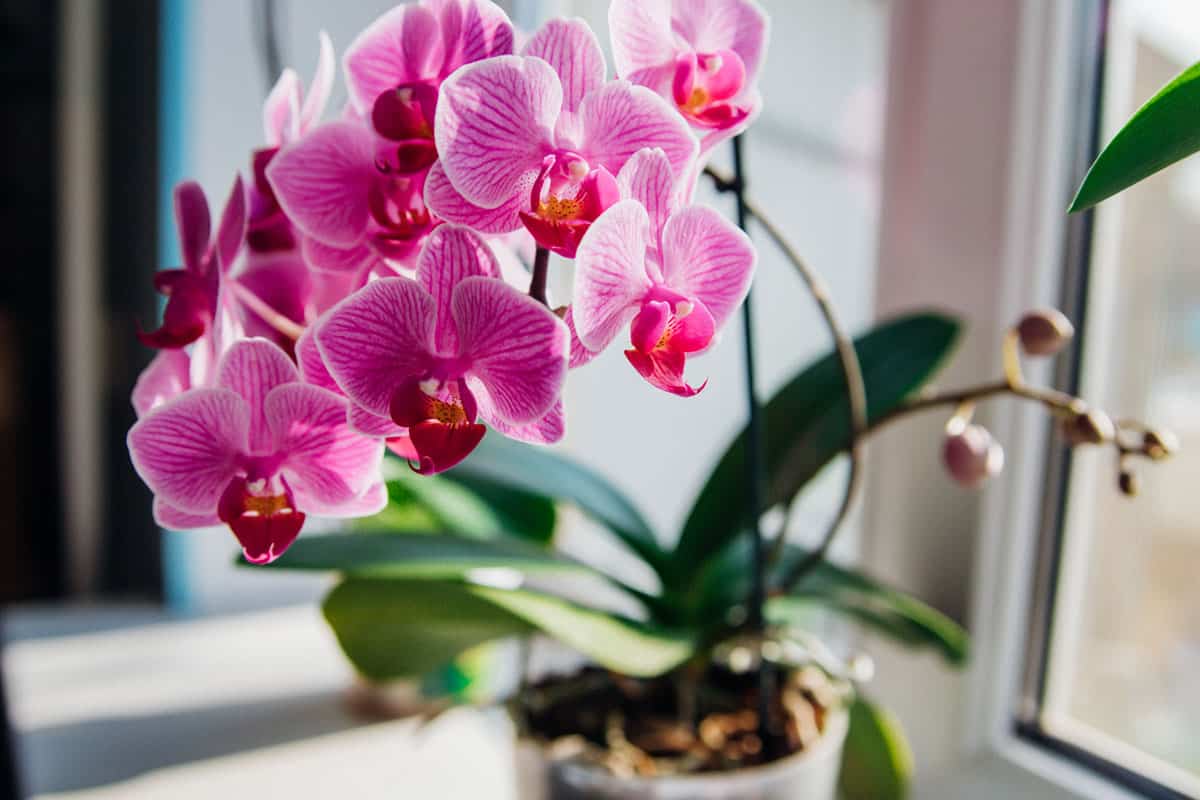 Legen Sie diese Frucht neben die Orchidee. Sie wird ohne D&uuml;nger bl&uuml;hen.