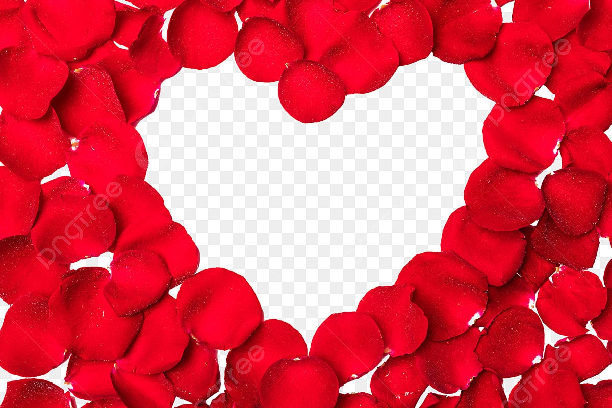 Rosenblätter in der Waschmaschine waschen: Warum es empfohlen wird und warum es notwendig ist.