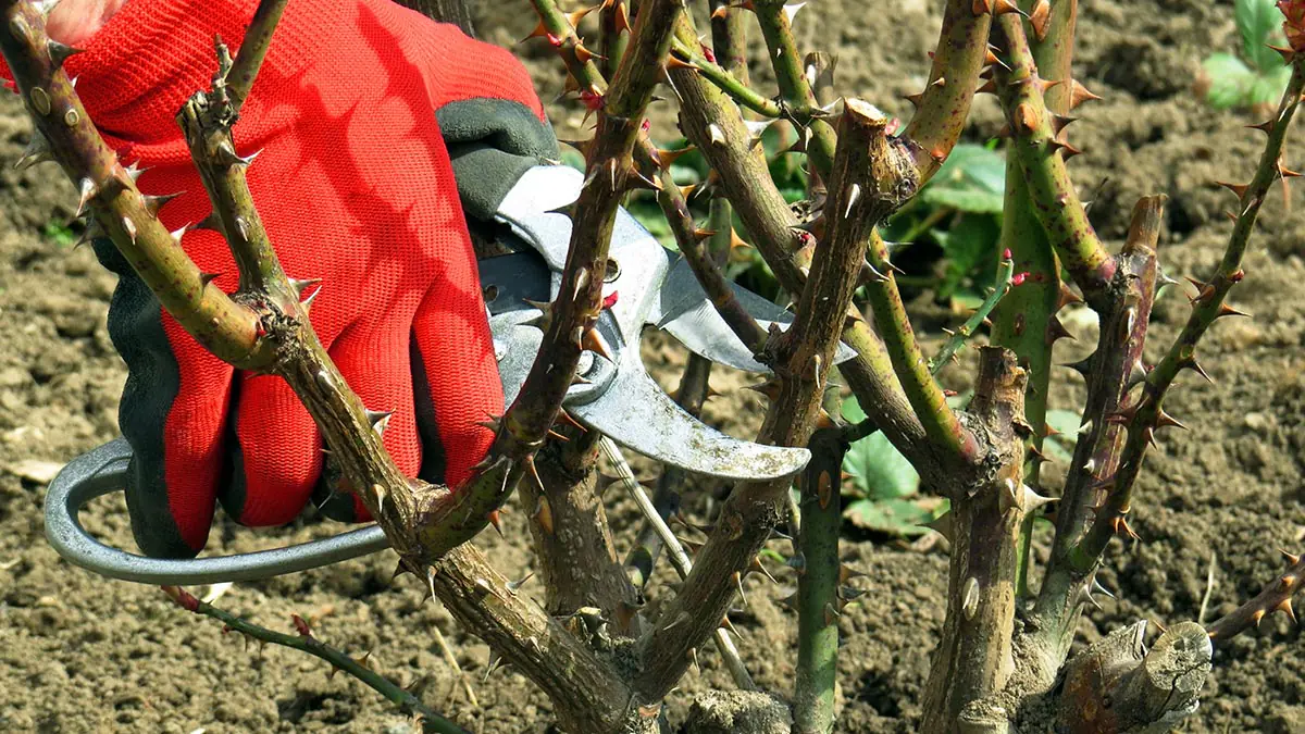 Pflanzen und Bäume, die unbedingt im Februar beschnitten werden müssen.