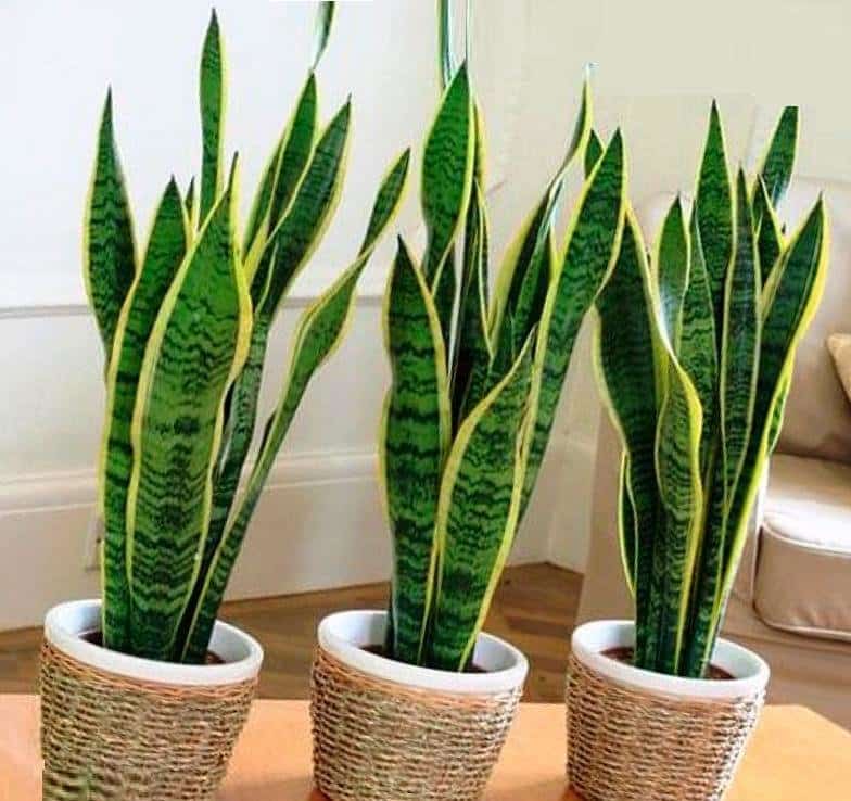 Weder im Wohnzimmer noch in der Küche: Der nach chinesischer Tradition empfohlene Aufbewahrungsort für die Sprache der Schwiegermutter im Haus