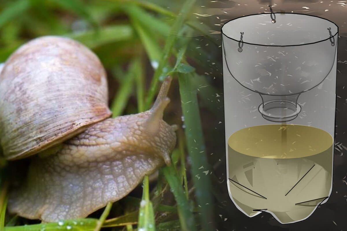 Schnecken geben nicht auf? Dieser K&uuml;chentrick schreckt sie effektiv ab.
