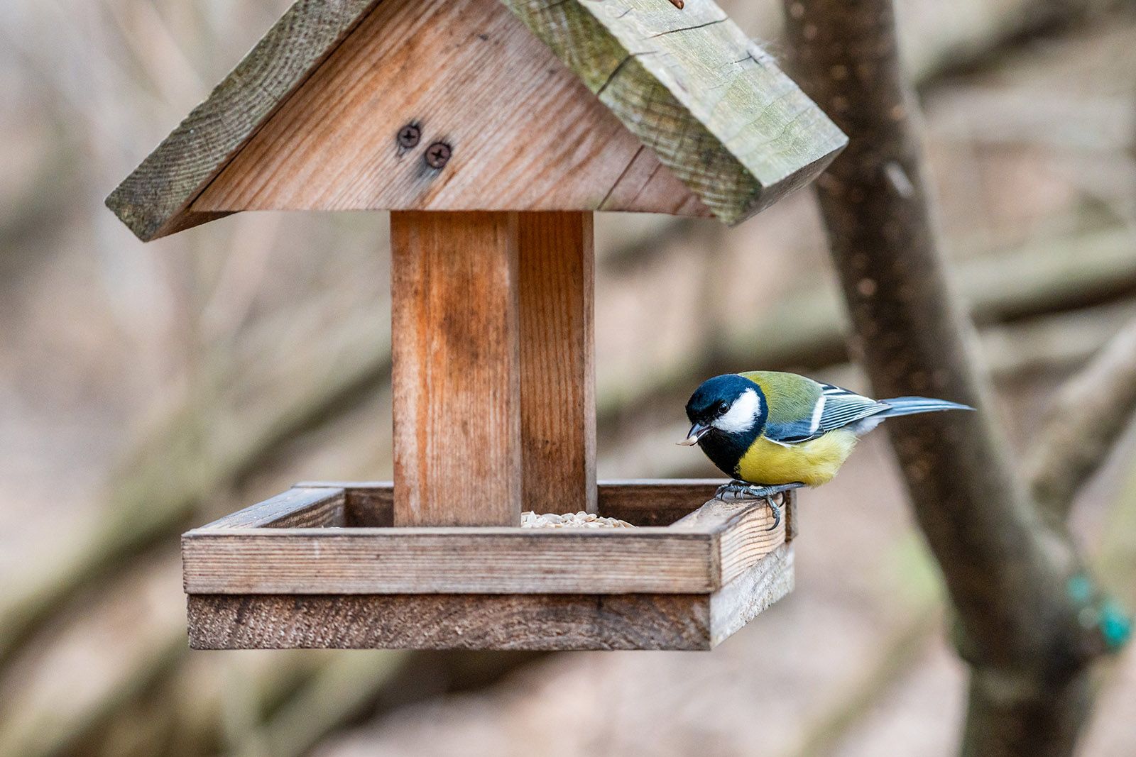 Meisen: Mit dem Einsetzen des milden Wetters im Februar sollten Sie sofort aufh&ouml;ren, sie mit diesem Futter zu f&uuml;ttern