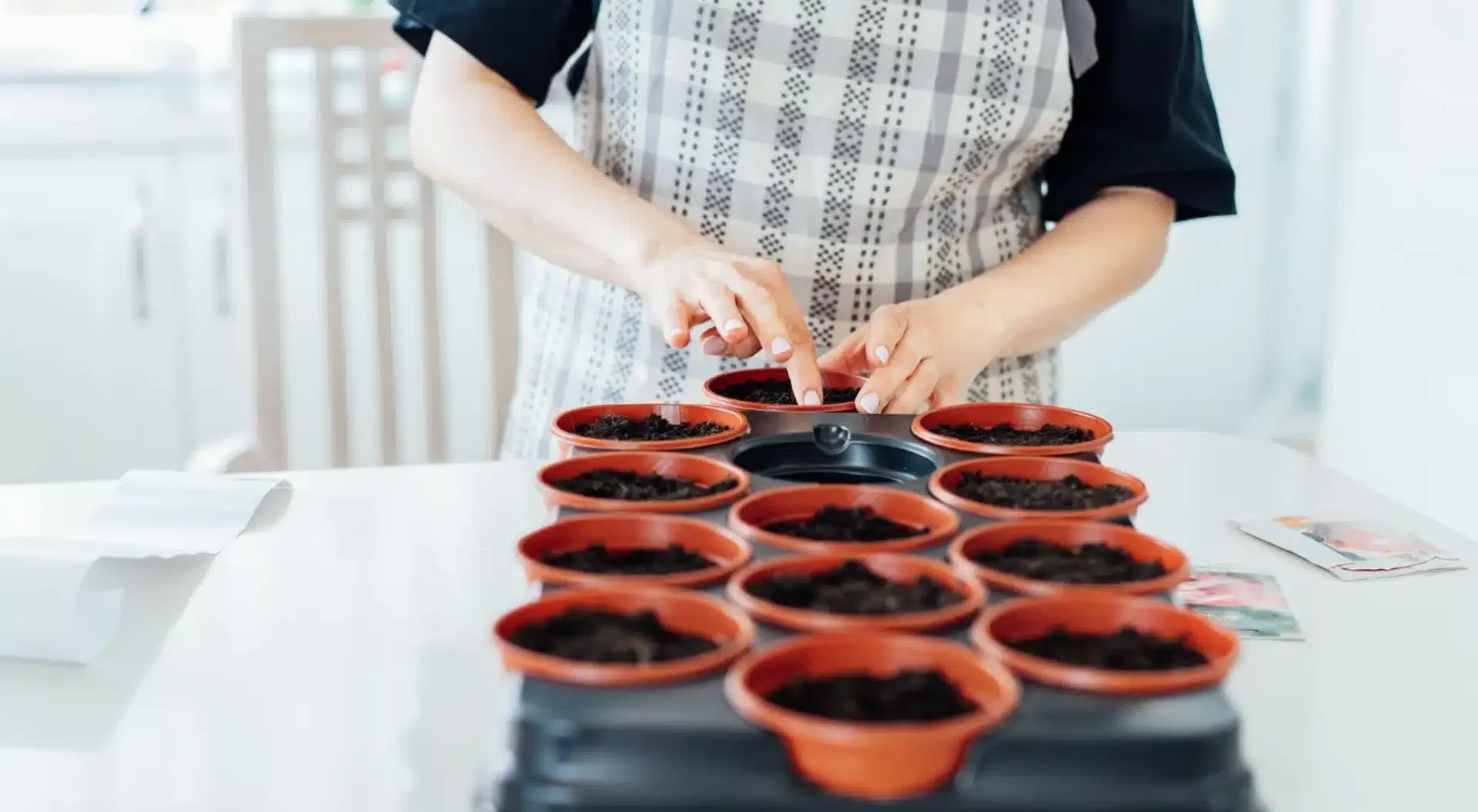 Warten Sie nicht bis März. Säen Sie dieses Gemüse jetzt aus und Sie werden gesunde Setzlinge haben.
