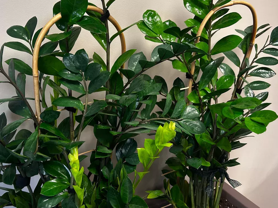 Tun Sie dies im Februar und Ihre Zamiokulaks werden neue Triebe haben. Diese Methode wirkt schneller als das D&uuml;ngen.