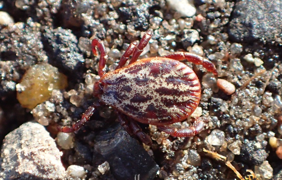 Ist es wahr? Je kälter der Winter, desto weniger Schädlinge gibt es im Sommer.