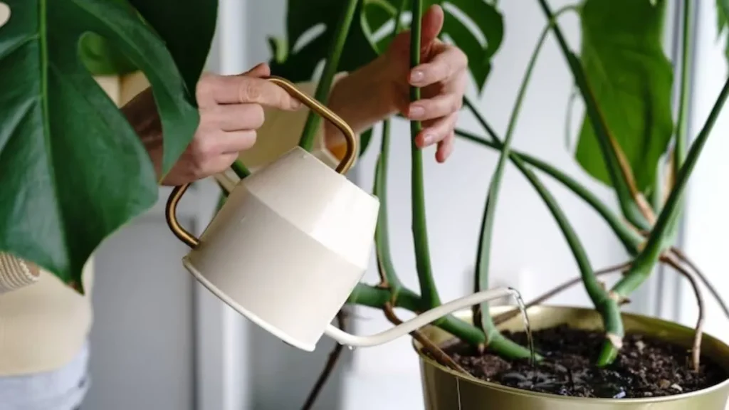 Bananenschale mit Honig mischen: Warum es empfehlenswert ist und wofür es gut ist.