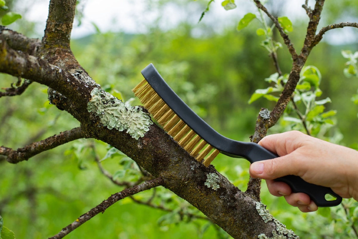 Flechten an Obstbäumen sind keine Krankheit: Was sagen Sie über Ihren Garten?