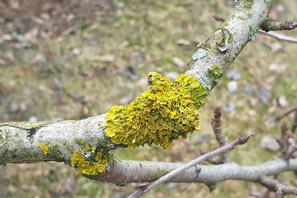 Flechten an Obstbäumen sind keine Krankheit: Was sagen Sie über Ihren Garten?