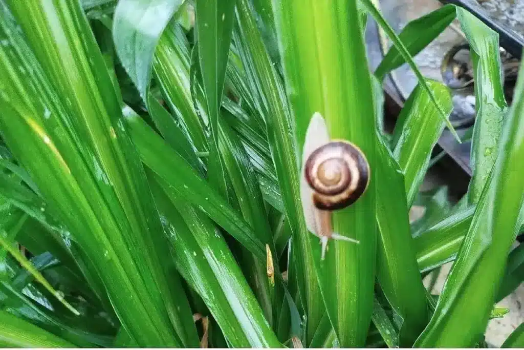 Schnecken geben nicht auf? Dieser Küchentrick schreckt sie effektiv ab.