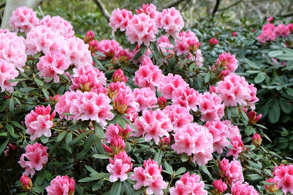 Rhododendren werden unter dem Gewicht der Blüten biegen. Es reicht aus, die Schale einer beliebten Frucht zu haben