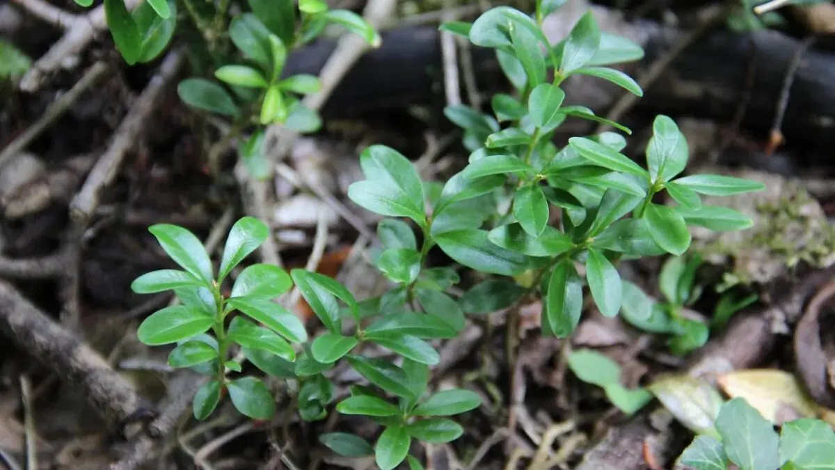 Pflanzen und Bäume, die unbedingt im Februar beschnitten werden müssen.