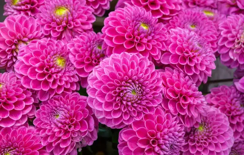 Tun Sie dies mit Dahlien im M&auml;rz. Sie bl&uuml;hen fr&uuml;her und sind mit vielen Blumen bedeckt.