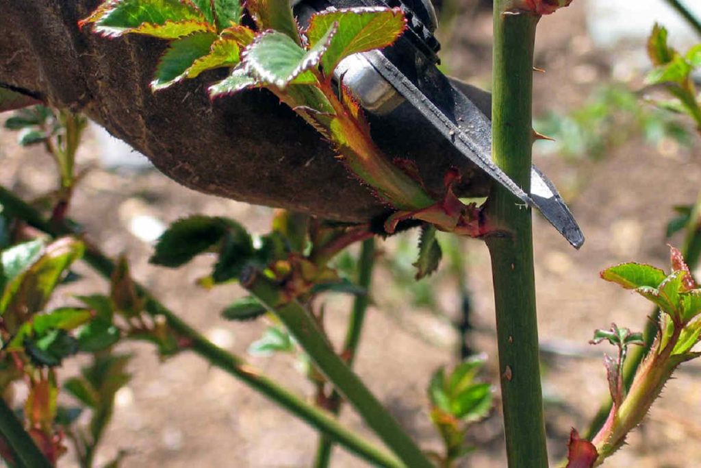 Wann ist es angebracht, Rosen nach dem Winter zu schneiden? Es ist die beste Zeit.