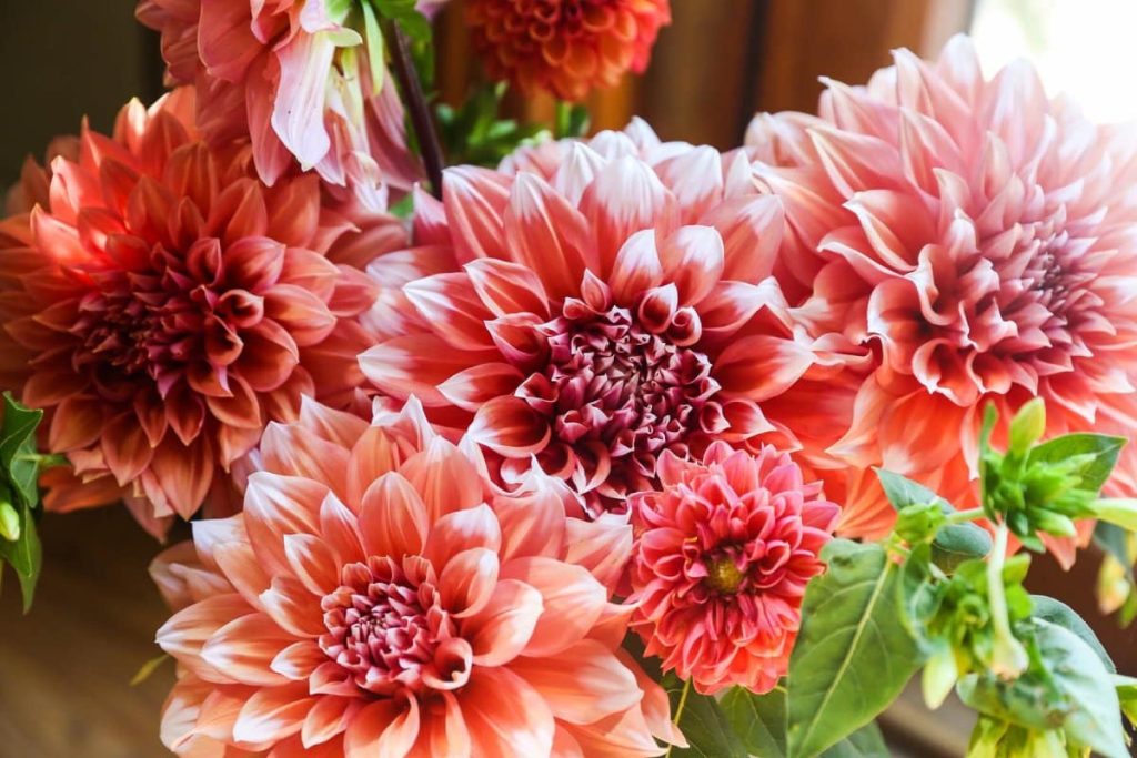 Tun Sie dies mit Dahlien im März. Sie blühen früher und sind mit vielen Blumen bedeckt.