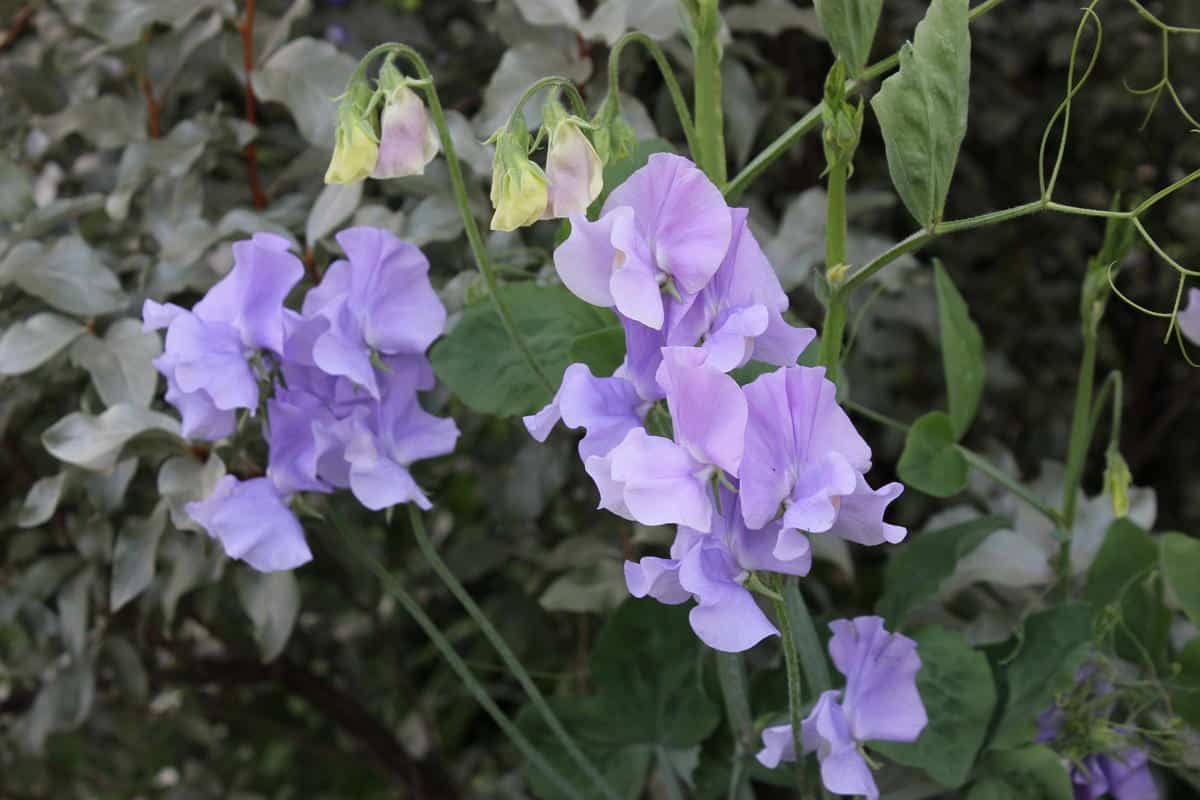 Eine beeindruckende Sorte mit einem g&ouml;ttlichen Aroma. S&auml;en Sie es jetzt aus und Ihre Nachbarn werden begeistert sein.
