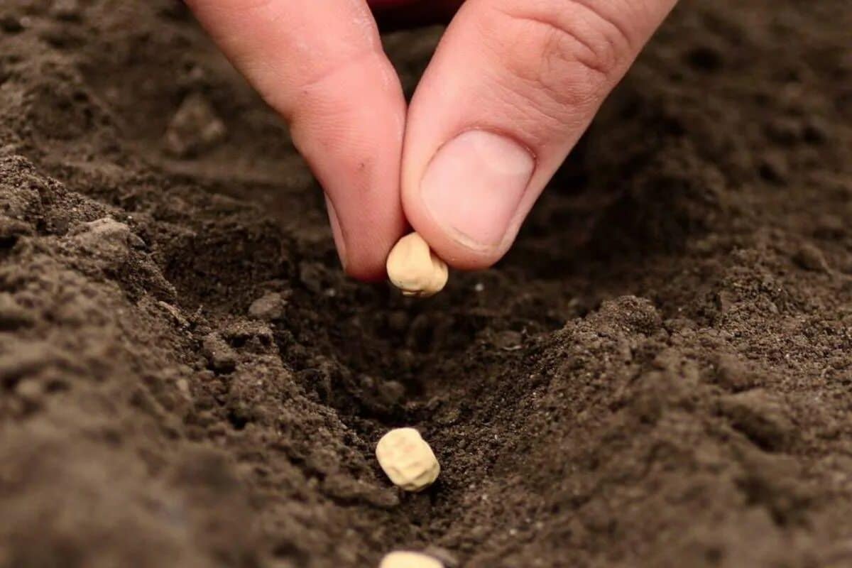 N&uuml;tzliche Informationen zum Pflanzen