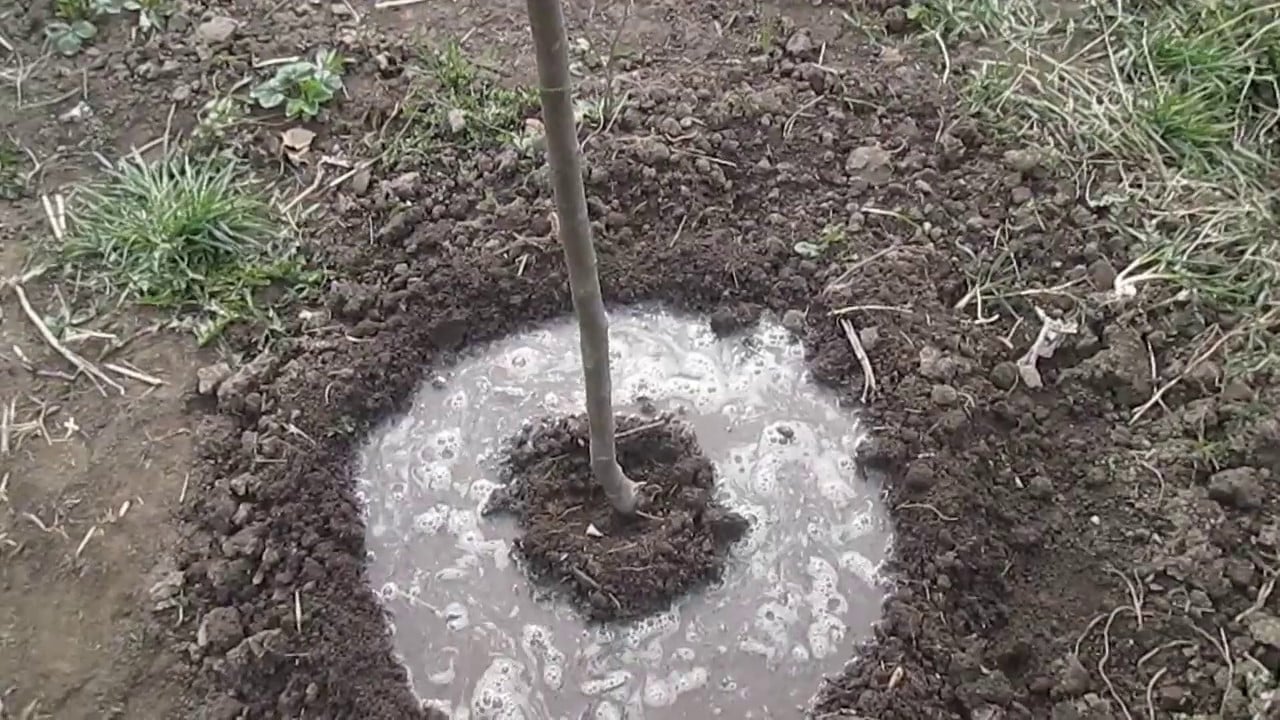 Ein Glas &ndash; und die Kirschen sind gr&ouml;&szlig;er als Aprikosen: s&uuml;&szlig; wie Honig, ohne S&auml;ure.