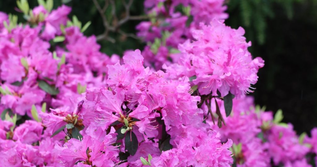 Wenn der Mai vorüber ist, machen Sie es mit dem Rhododendron. Du sagst schnell „Danke“. 