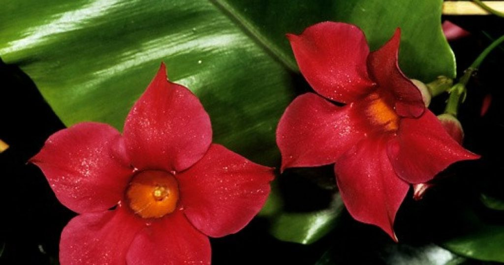 Es wird gut auf einem sonnigen Balkon funktionieren. Es blüht viele Monate lang