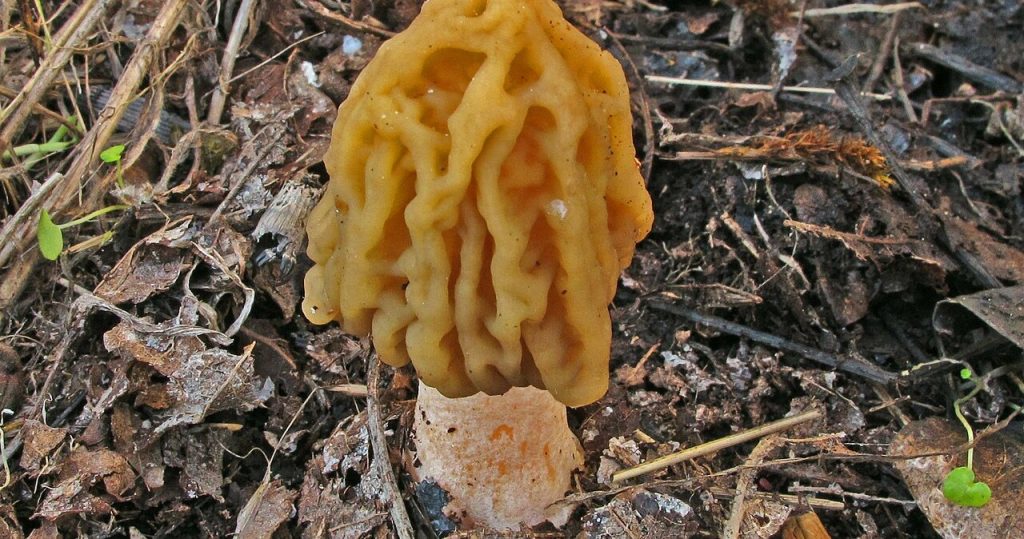 Sehen Sie solche Pilze im Wald? Sammeln Sie sie nicht ein, sonst werden Sie teuer dafür bezahlen