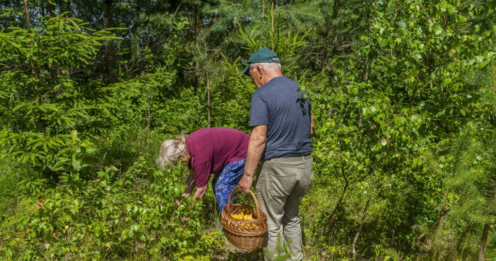 Frühlingspilze sammeln. Diese Exemplare sind jetzt im Wald zu finden
