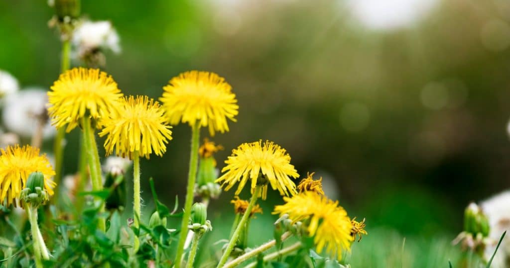 Viele halten es für Unkraut. Es hilft der Fettleber