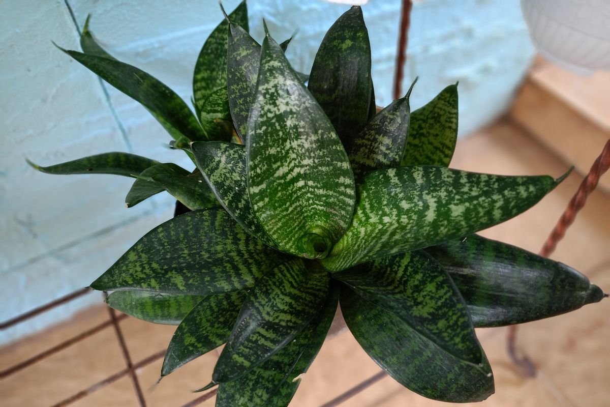 Machen Sie dies unbedingt im M&auml;rz mit Ihrer Sansevieria. Sie wird es Ihnen mit schnellem Wachstum zur&uuml;ckzahlen.